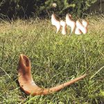 Shofar in grass Elul cover art