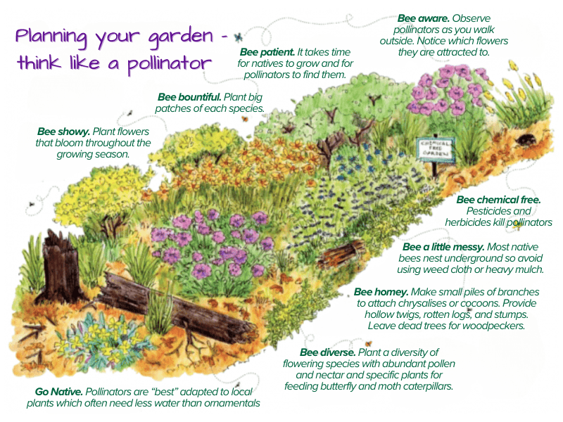 illustration of a native garden
