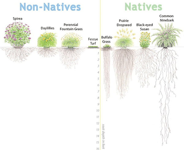 relative root depth of native vs. non-native plants